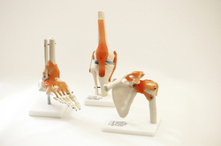 Anatomie_0006_0355fl.fit_250