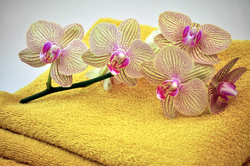 Still_life_0003_0345fl.fit_250